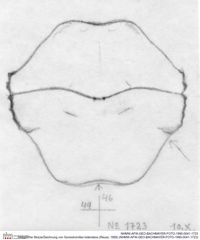 Historische Skizze/Zeichnung von Goniodromites bidentatus (Reuss, 1858) (NHMW-AFW-GEO-BACHMAYER-FOTO-1990-0041-1723)